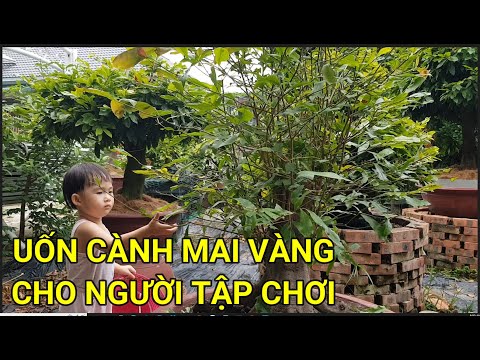 🔴 QBS22268 - CÁCH UỐN CÀNH TẠO DÁNG CHO CÂY MAI VÀNG | HỌC UỐN CÀNH CHO CÂY MAI VÀNG | CHĂM MAI VÀNG
