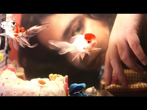 Troá! - Tu Tá (Clipe)