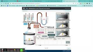PEx Metabolism and Thyroid Lab