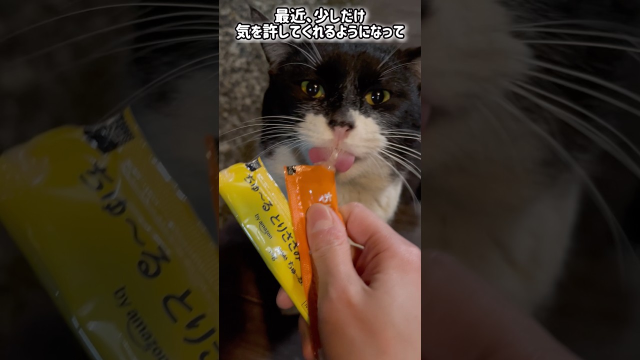 勇気を出してくれてありがとう🥰 #猫 #cat #猫のいる暮らし #保護猫 #shorts #shortvideo #野良猫