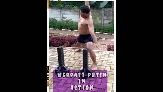 Download lagu Pematahan Merpati Putih #shorts #youtubeshorts mp3 Download lagu Pematahan Merpati Putih #shorts #youtubeshorts mp3