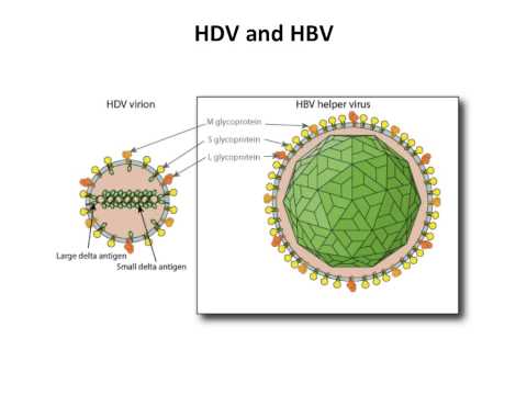 Virology 2013 Lecture #24 - Unusual infectious agents
