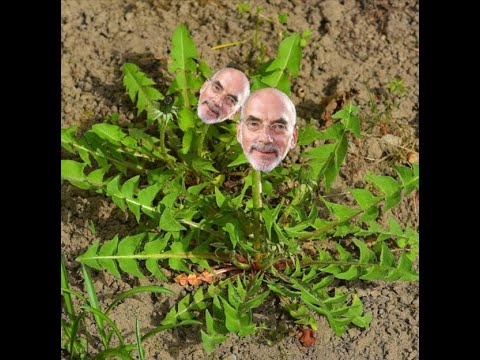 CheapeX - Löwenzahn (7k Special)