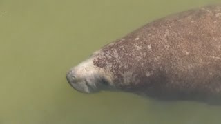 preview picture of video 'Few hundred manatees in Tampa at Viewing Center'