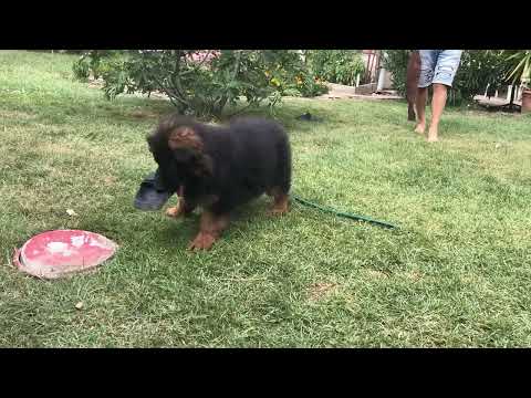 Deutscher Schäferhund Welpe kaufen