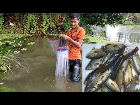Catch & Cutting Fish