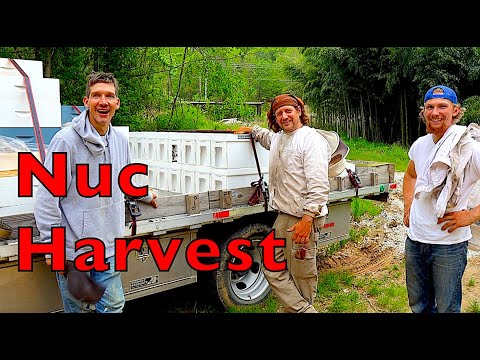 Nuc Production and Harvest Using Double Screen Boards