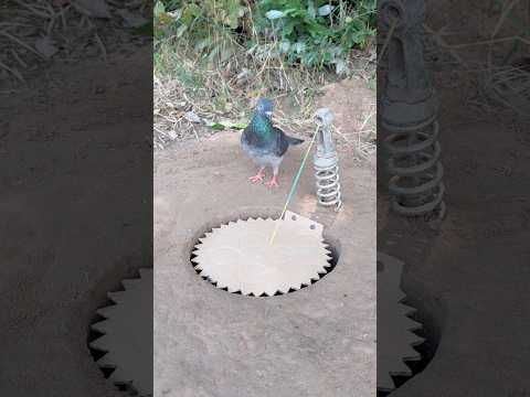 Simple Bird Trap Using Paper and Hole #shorts