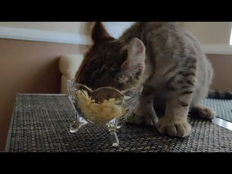 Healthy food for cats and kittens 😻 12 week old kitten eats cooked egg😸