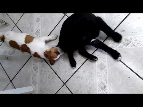 Filhotes de cachorro se beijando (Jack Russell Terrier e Labrador)