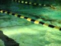 Ben S First Swim Meet AVI