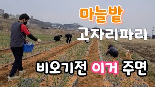 마늘밭 고자리파리 이렇게 방제 하면 좋다