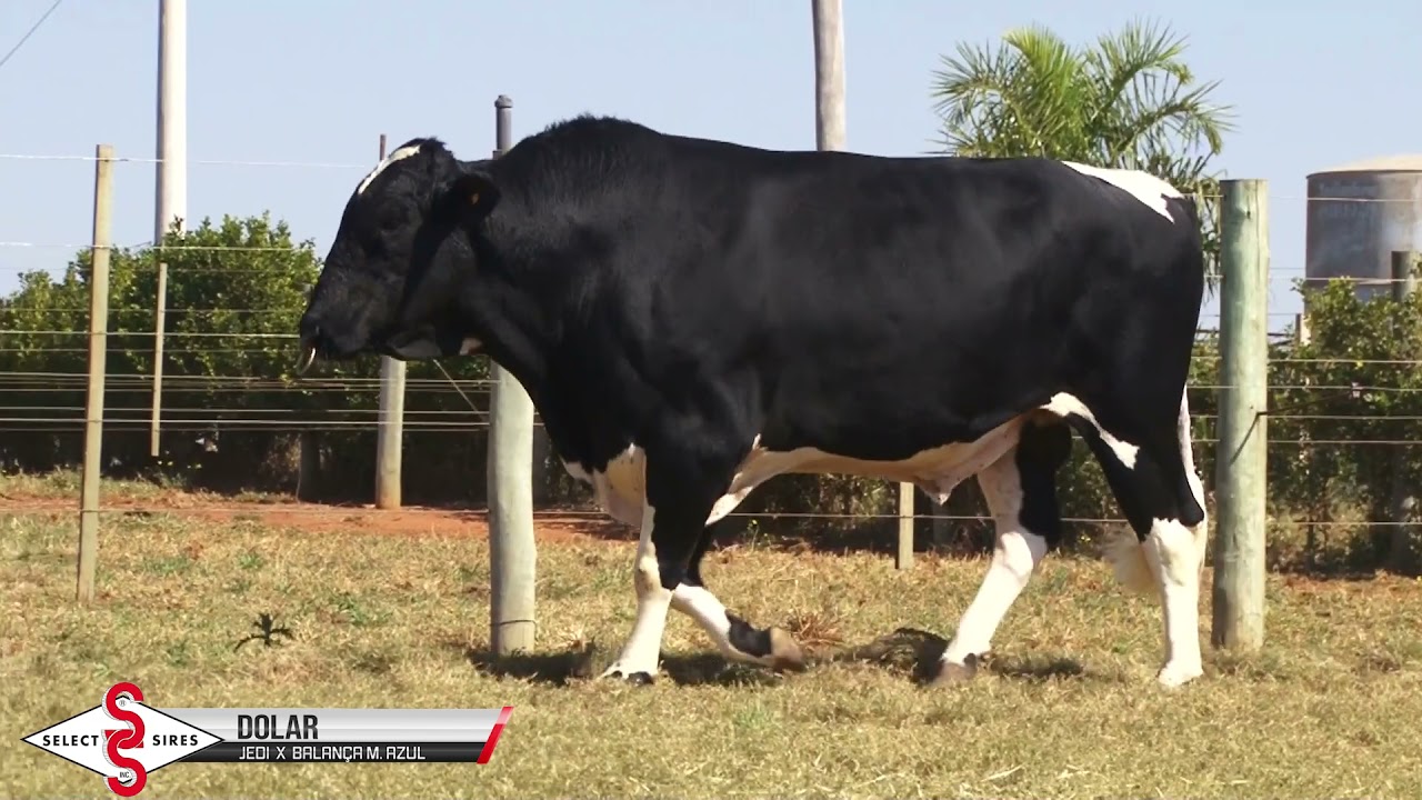 Vídeo DOLAR JEDI TEBARROT