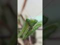 Self-care of a praying mantis. #insects #prayingmantis #macrophotography