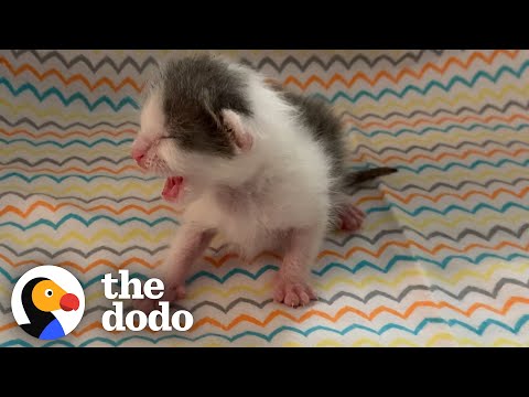 Twin Kittens Can't Go A Minute Without Each Other | The Dodo Little But Fierce