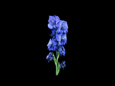 UNCOMMON TRUTHS: FLOWERS