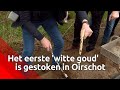 De eerste asperges van het seizoen zijn gestoken in Oirschot, onder andere door liefhebber Wim Da...