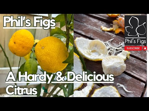 Best Kept Secret Hardy Citrus In North Carolina Introducing, Yuzu!