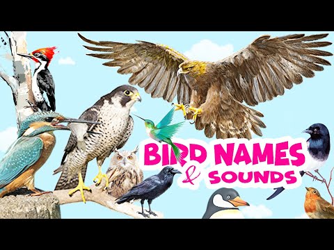 Birds Name and Sounds | Learn Bird Names in English | Video for Kids