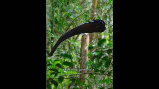 Download lagu Black Crescent-billed Bird of Paradise Show #shorts #bird of paradise #bird mp3 Download lagu Black Crescent-billed Bird of Paradise Show #shorts #bird of paradise #bird mp3