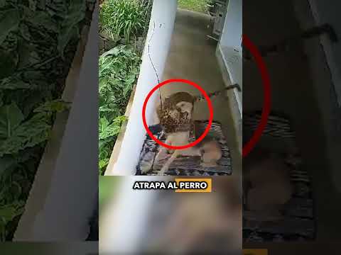 ¡Un leopardo hambriento ataca a un perro guardián frente a la casa de su dueño! #shorts