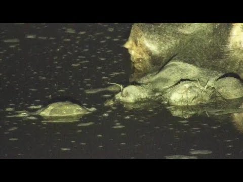 Djuma: When a Terrapin and a Hippo come nose to nose about things - 00:30 - 10/15/19