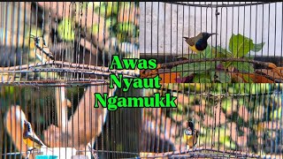 Download lagu Terapi SOGON Cepat Bunyi dan Gacor, simulasi lomba Sogon,kumpulan 4 SOGON Gacor saling tembak mp3