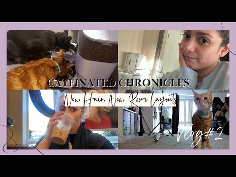 Haircuts Day!! Cleaning and Cats Getting Spoiled! - Getting Trip Ready | Catfinated Chronicles Vlog