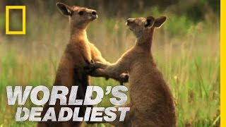 World's Deadliest - Kangaroo Kickboxing
