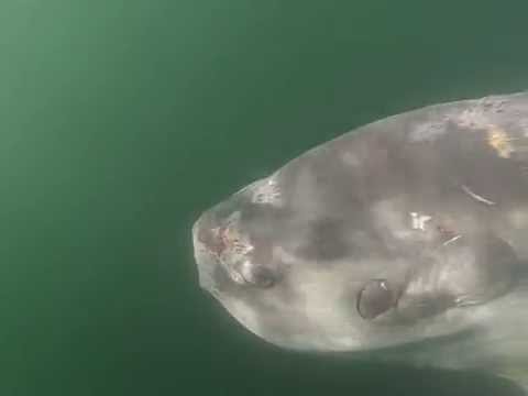 Ocean Sunfish Waves Hello to CBASS Team