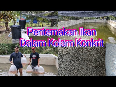 , title : 'Penternakan Ikan Talapia Dalam Kolam Konkrit'