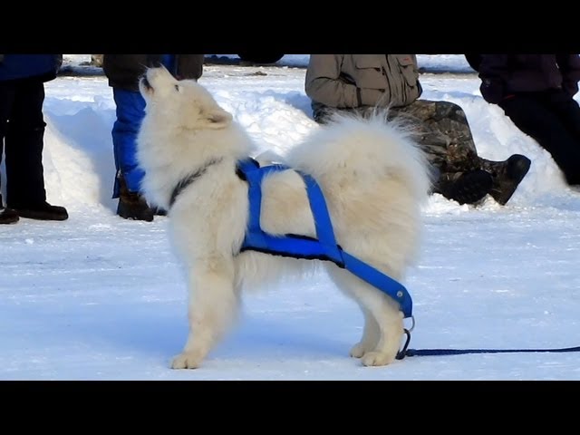 YouTube video preview