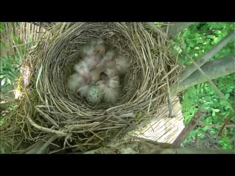 comment construire nid oiseau