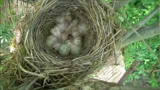 preview picture of video 'Bird's-nest - Nid d'oiseaux (Naissance oisillons)'