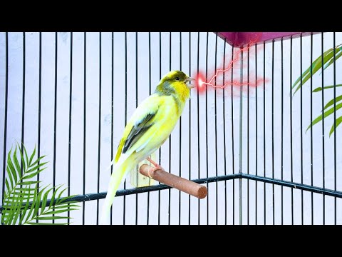 First Yellow Canary Singing After Molting - Canary Training Song