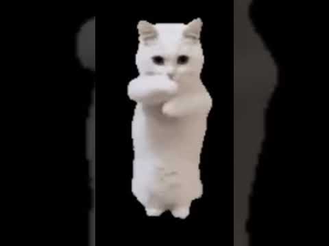 pisica care dansează și nu e acasă