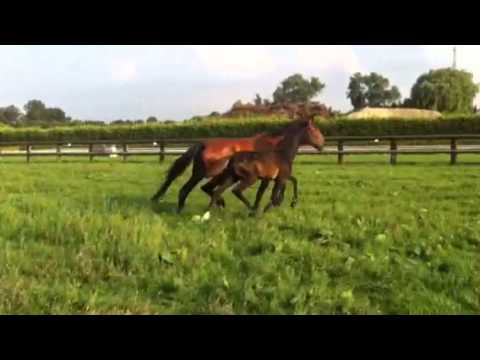 I.P.S Isabeau (Bon Bravour x Unette II)