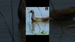 Download lagu 🔊Suara Burung Mandar Batu Betina di Alam Liar‼️ #birds #naturetranquility #vibrantbirds #animals mp3 Download lagu 🔊Suara Burung Mandar Batu Betina di Alam Liar‼️ #birds #naturetranquility #vibrantbirds #animals mp3