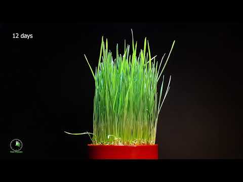 How To Grow Green Grass | Green Timelapse | By ABDURRAKIB Official.