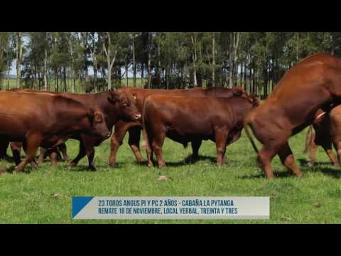 23 toros angus PI y PC 2 años - Cabaña La Pytanga