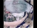 Mother LoVe Arijet Song Mother Is Always MoTher