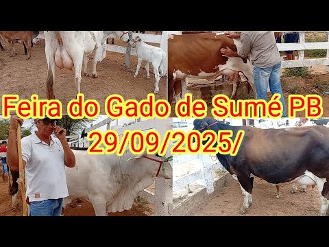 Feira do Gado de Sumé PB 29/09/2025