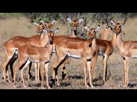 Wild Antelopes: An Unforgettable Adventure in 4K