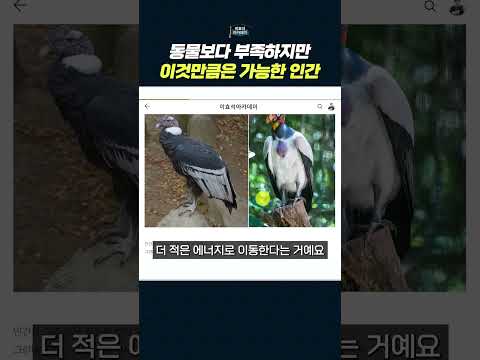 가장 적은 에너지를 사용하는 이동 수단: 콘도르와 인간의 도구