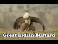 Great Indian Bustard Mating