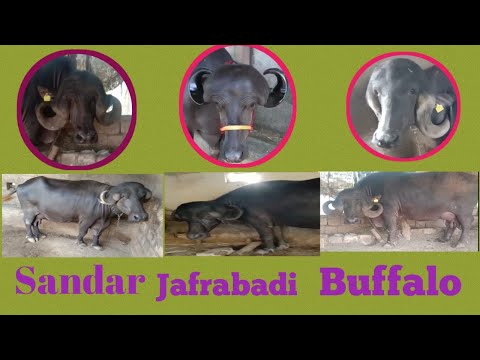 Jafarabadi Buffalo