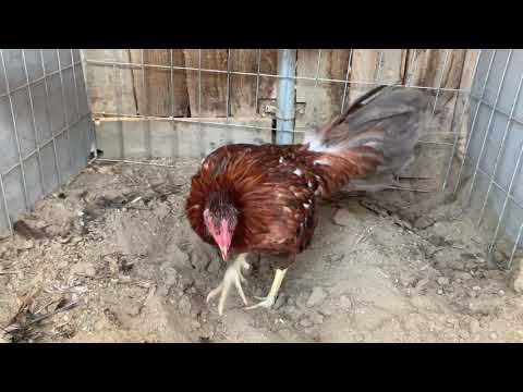 2020....Dink Sweater Henny Stag