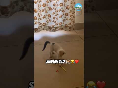 Shaitan billi 🐈😂 #trendingshorts #cat #catshorts #billi #uttarakhand #rishikesh