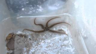 preview picture of video 'Wembury - Rock Pool Ramble - Brittle Star - 10th August 2013'