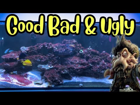180g Reef Tank - Good, Bad & Ugly